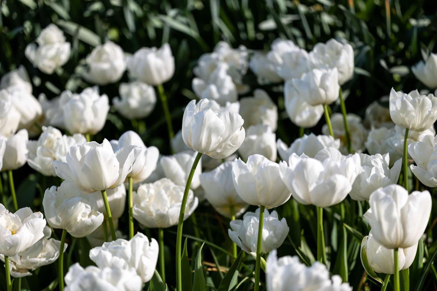 Tulpe 'Mondial' - Tulipaner